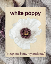 WHITE POPPY: sleep. my bane. my antidote - 100% North Country Cheviot
