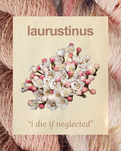 LAURUSTINUS: i die if neglected - 100% North Country Cheviot