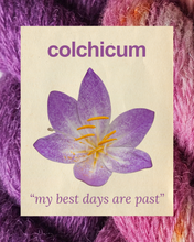 COLCHICUM: my best days are past - 100% North Country Cheviot