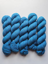 Lucida (astrophile) - 100% Canadian Rambouillet