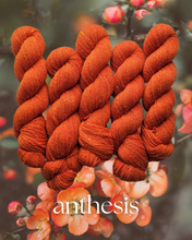 Anthesis (anthophile) - 100% Canadian Rambouillet