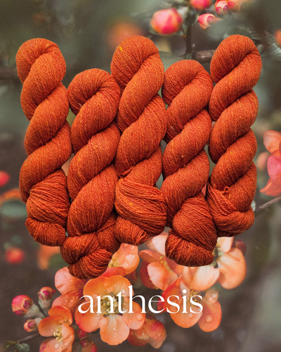 Anthesis (anthophile) - 100% Canadian Rambouillet