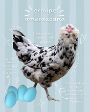 Ermine Ameraucana MYSTERY Crochet Hook