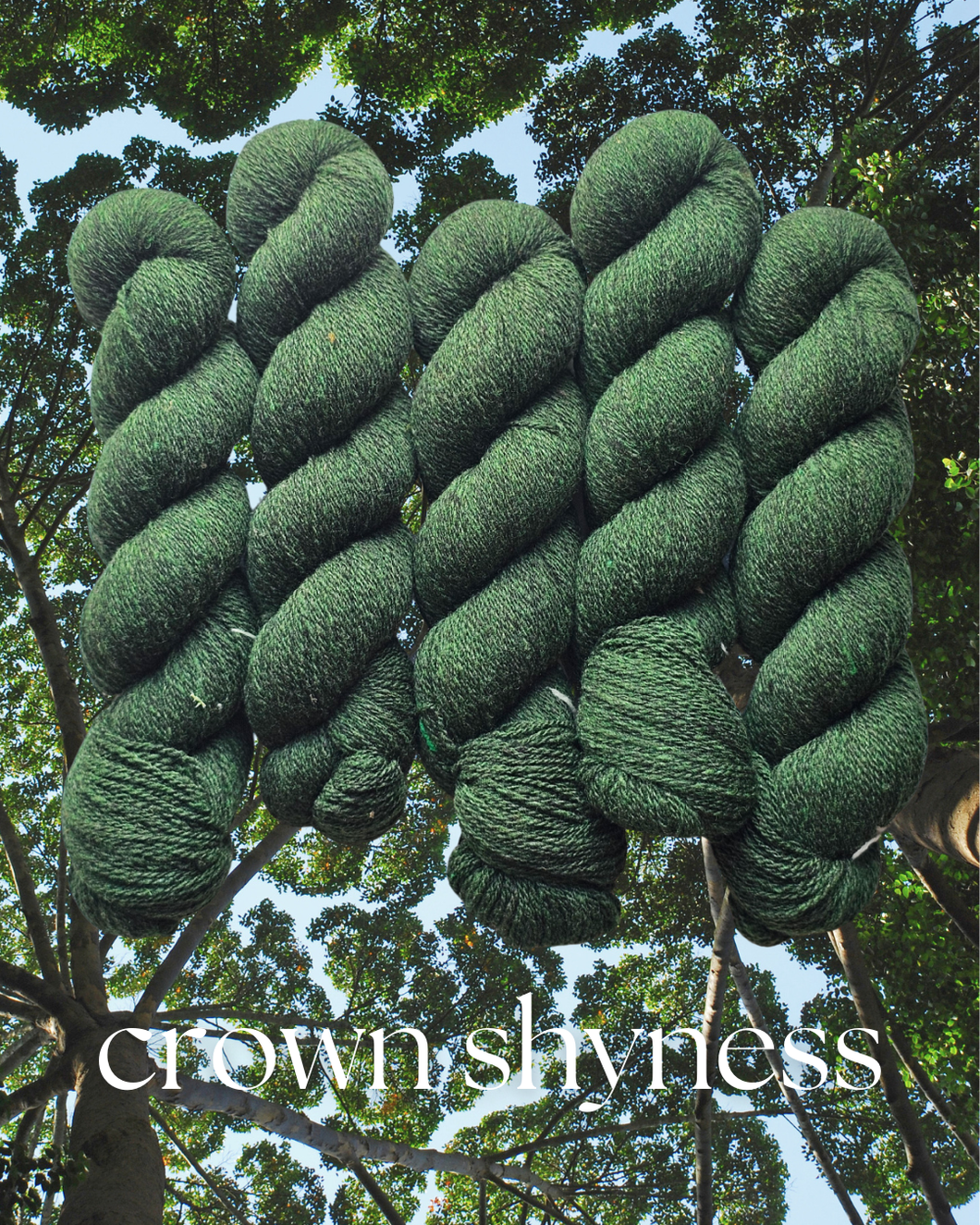 Crown Shyness (dendrophile) - 100% Canadian Rambouillet